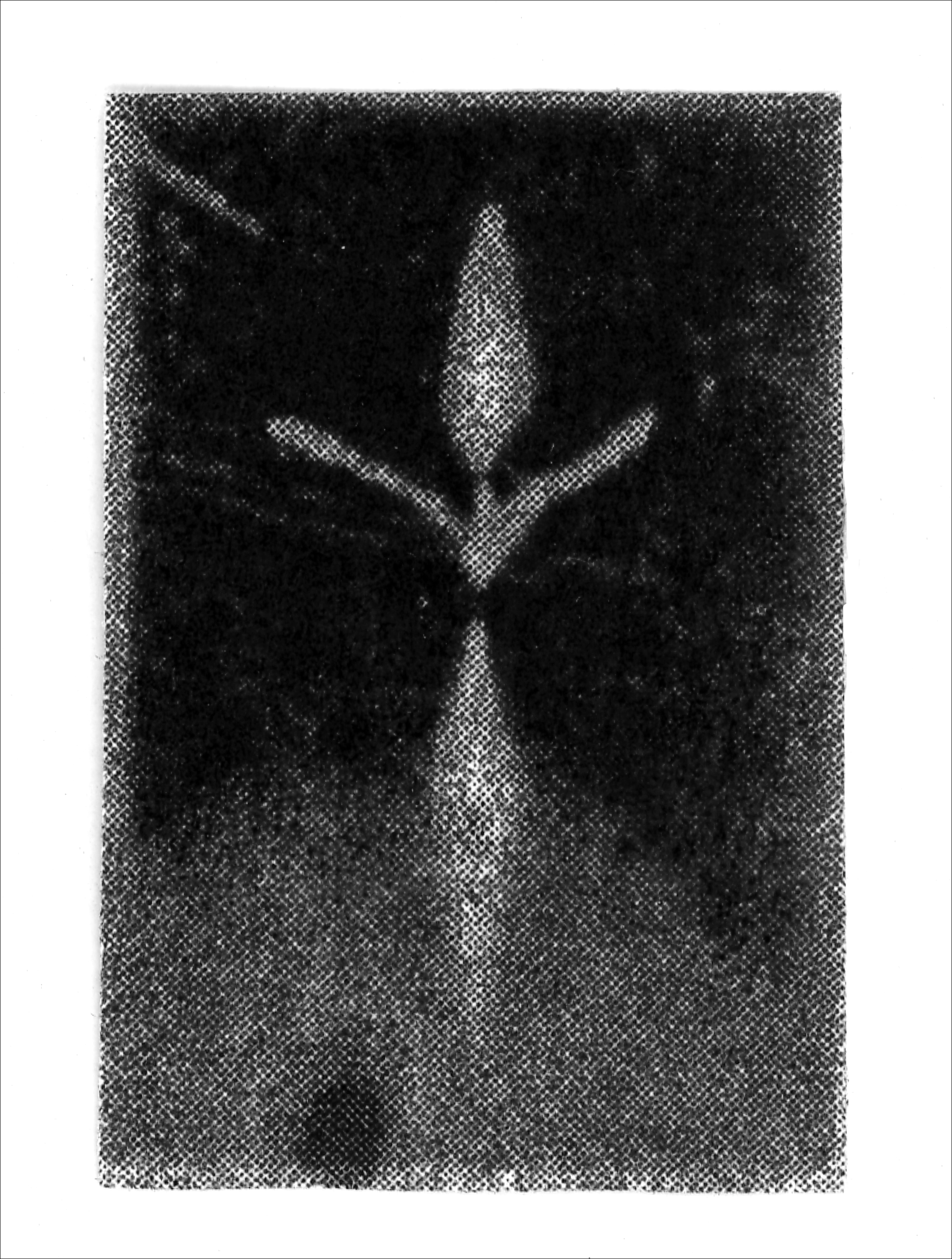 Print of BS20