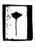 Print of BS24