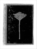 Print of BS26