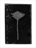 Print of BS36
