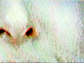 Print of JEM 16 - D